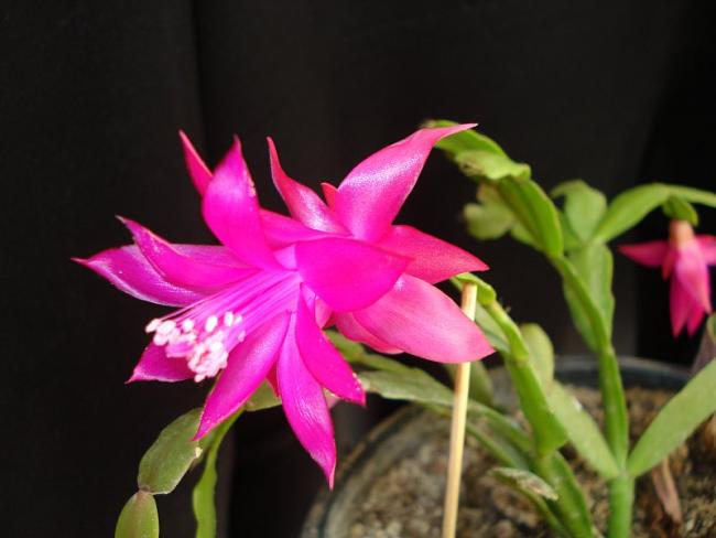 Name:  DSC03995.jpg
Views: 1654
Size:  31.9 KB