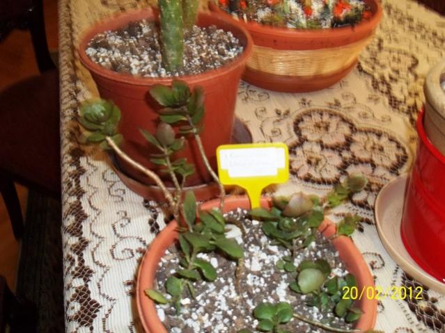 Name:  100_1763.jpg
Views: 831
Size:  56.2 KB