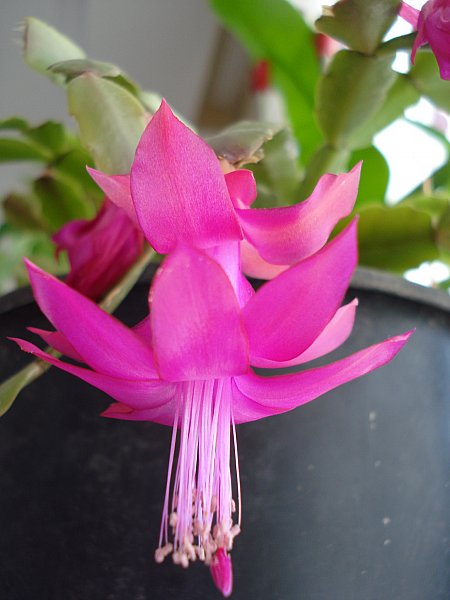Name:  New_DSC04295.jpg
Views: 1424
Size:  42.2 KB