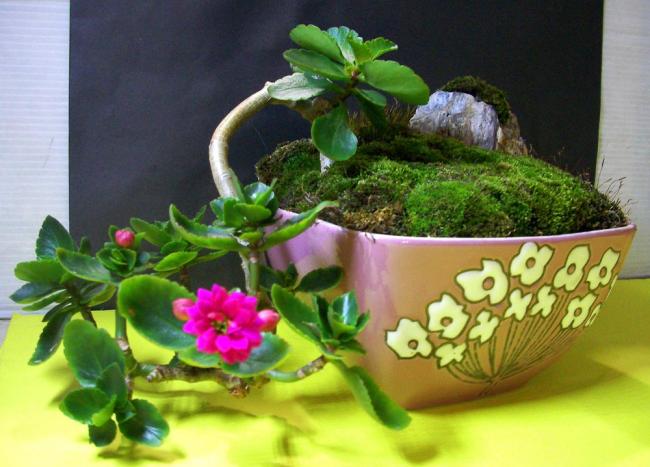 Name:  sukulentbonsai02.jpg
Views: 795
Size:  46.4 KB