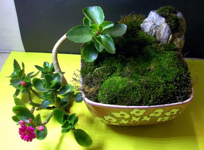 Name:  sukulentbonsai01.jpg
Views: 819
Size:  57.2 KB