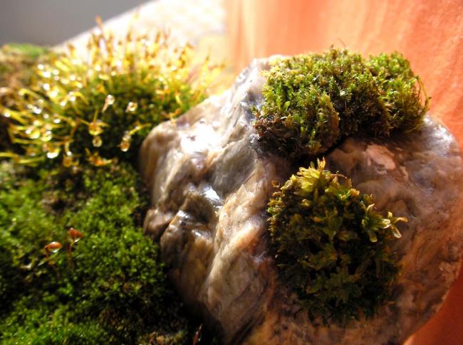 Name:  sukulentbonsai05.jpg
Views: 822
Size:  56.2 KB