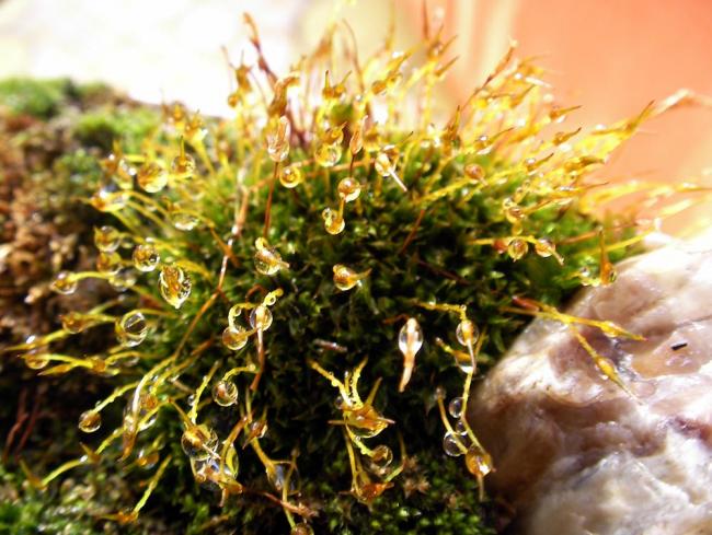 Name:  sukulentbonsai07.jpg
Views: 817
Size:  61.3 KB