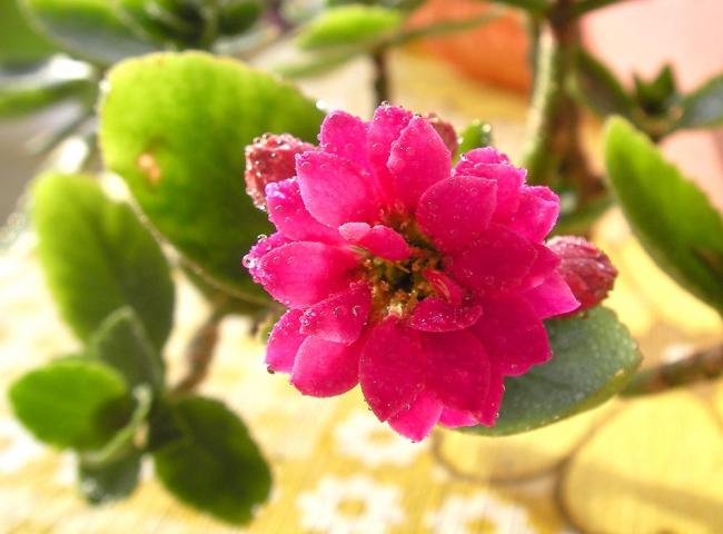 Name:  sukulentbonsai04.jpg
Views: 806
Size:  38.0 KB