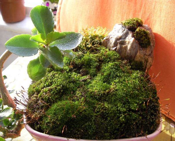Name:  sukulentbonsai03.jpg
Views: 765
Size:  70.9 KB