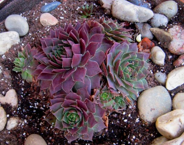 Name:  sempervivum red chef k winter.jpg
Views: 1233
Size:  70.6 KB