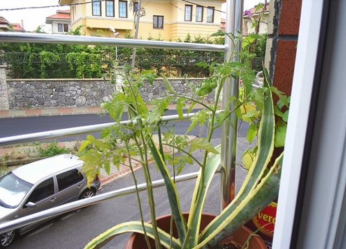 Name:  agave domat.jpg
Views: 2777
Size:  57.4 KB