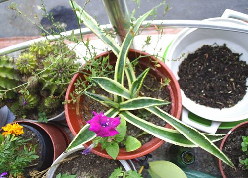 Name:  agave petunya.jpg
Views: 4134
Size:  58.6 KB