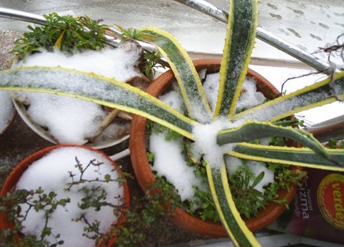 Name:  agave sar karl.jpg
Views: 4715
Size:  52.8 KB
