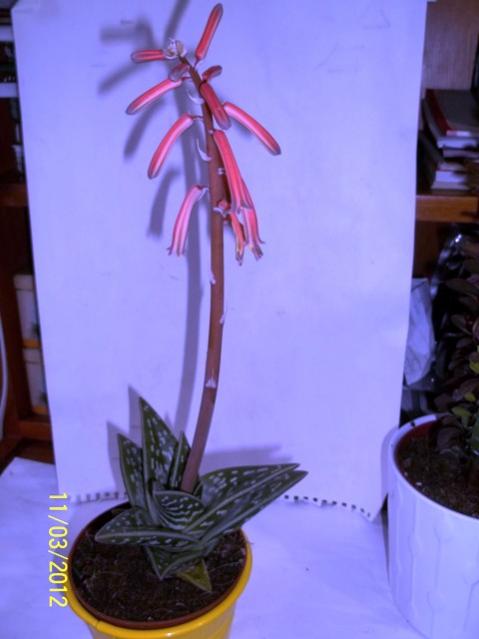 Name:  100_1899.jpg
Views: 914
Size:  29.4 KB