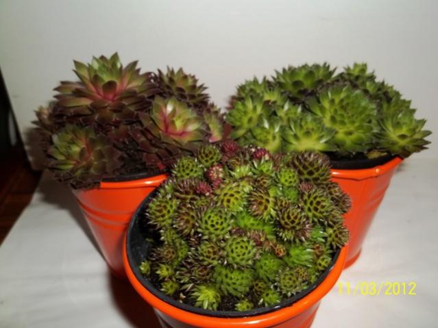 Name:  100_1918.jpg
Views: 967
Size:  40.0 KB