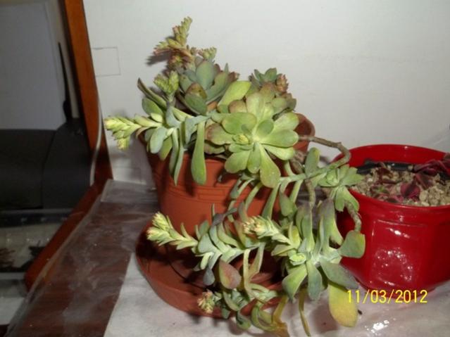Name:  100_1905.jpg
Views: 1012
Size:  37.8 KB