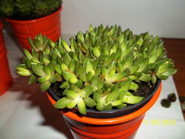 Name:  100_1919.jpg
Views: 854
Size:  39.3 KB