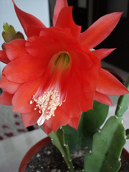 Name:  DSC04440.jpg
Views: 1725
Size:  50.1 KB