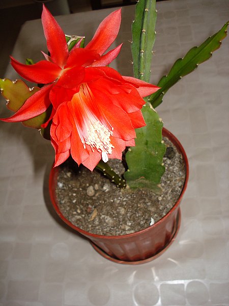 Name:  DSC04433.jpg
Views: 1360
Size:  51.3 KB