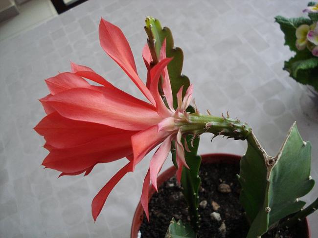 Name:  New_DSC04528.jpg
Views: 1428
Size:  36.7 KB