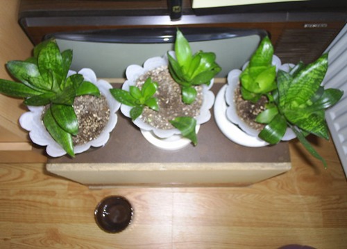 Name:  sansevi mini.jpg
Views: 3967
Size:  50.2 KB
