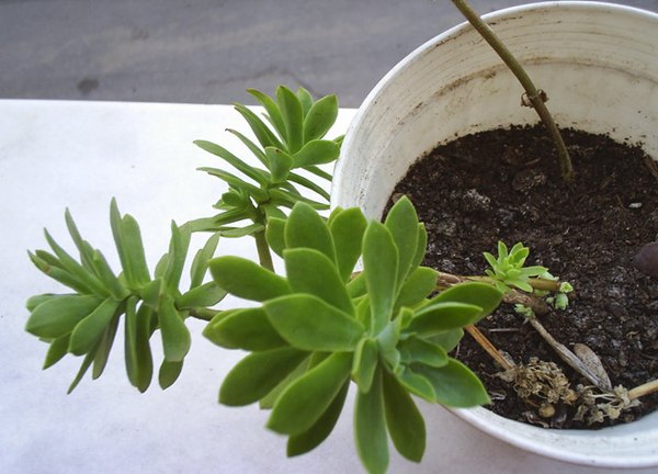 Name:  sedum palmeri 1.jpg
Views: 3037
Size:  59.3 KB