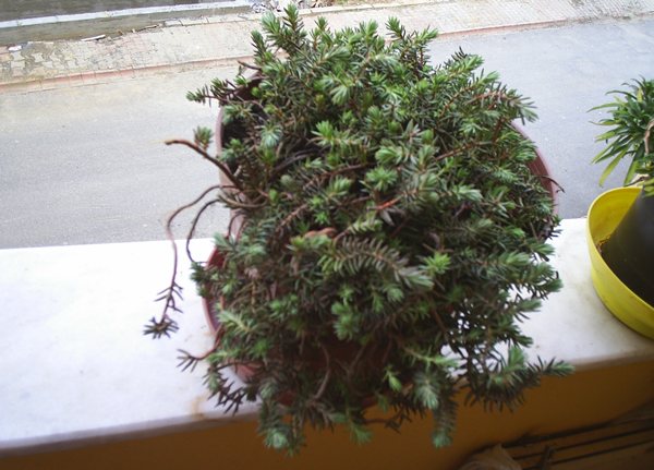 Name:  PIC_0026.JPG
Views: 2294
Size:  59.2 KB