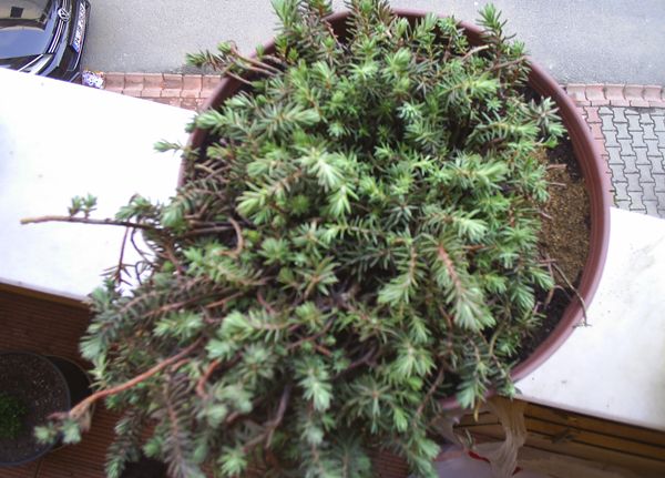 Name:  PIC_0027.JPG
Views: 2390
Size:  60.0 KB