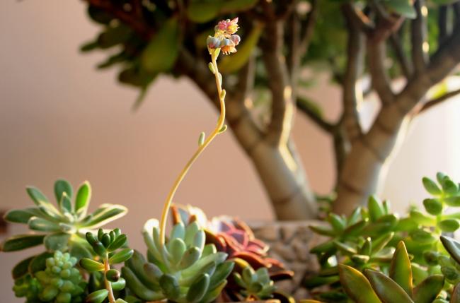 Name:  2012-03-22 SEDUM PALMER EK 073.jpg
Views: 1417
Size:  33.5 KB