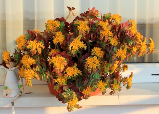 Name:  2012-03-22 SEDUM PALMER EK 054.jpg
Views: 1419
Size:  52.8 KB