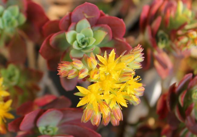 Name:  2012-03-22 SEDUM PALMER EK 043.jpg
Views: 1312
Size:  35.4 KB