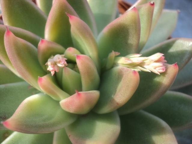 Name:  agavoides 1.jpg
Views: 980
Size:  30.0 KB