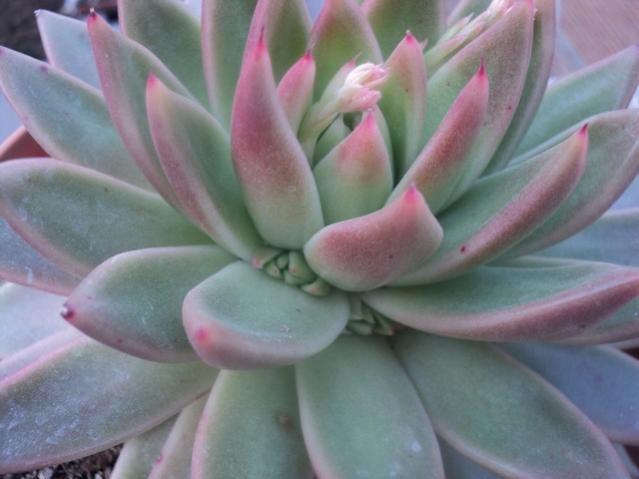 Name:  agavoides 2.jpg
Views: 994
Size:  32.8 KB