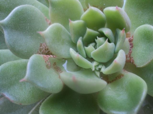 Name:  echeveria 1.jpg
Views: 983
Size:  31.6 KB