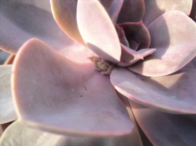 Name:  perle 1.jpg
Views: 954
Size:  27.3 KB
