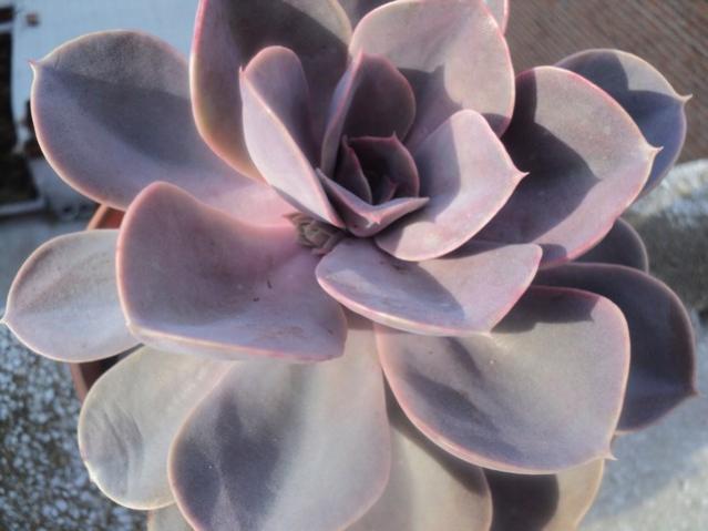 Name:  perle 2.jpg
Views: 983
Size:  34.5 KB