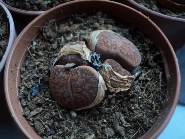 Name:  lithops 1.jpg
Views: 885
Size:  52.8 KB