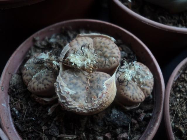 Name:  lithops 2.jpg
Views: 882
Size:  37.9 KB