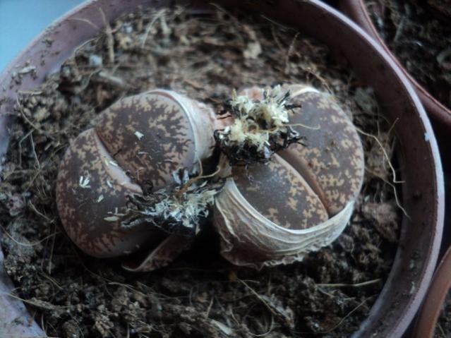 Name:  lithops 3.jpg
Views: 871
Size:  50.4 KB