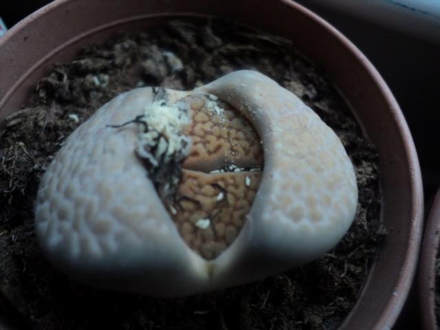 Name:  lithops 4.jpg
Views: 866
Size:  30.5 KB