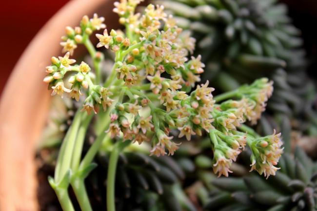Name:  2012-03-26 CRASSULA MOONGLOW EK.jpg
Views: 1771
Size:  40.2 KB