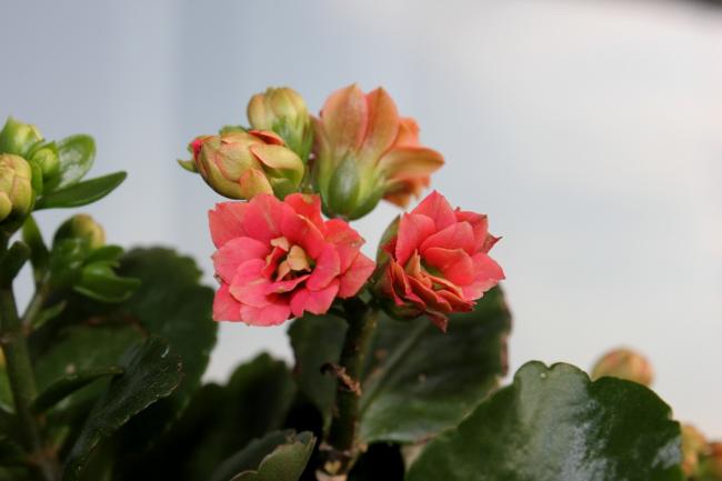 Name:  2012-03-26 DAMLA FOTOGRAFI 060.jpg
Views: 1720
Size:  25.3 KB