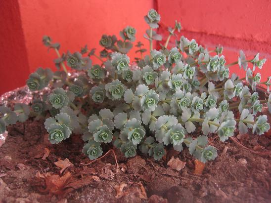 Name:  s.sieboldii.JPG
Views: 1619
Size:  58.3 KB