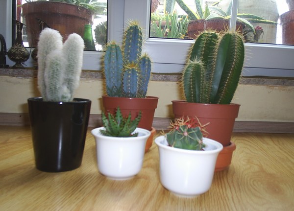 Name:  PIC_0041.JPG
Views: 1617
Size:  56.9 KB