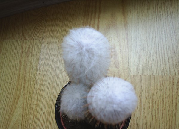 Name:  PIC_0039.JPG
Views: 1649
Size:  57.9 KB