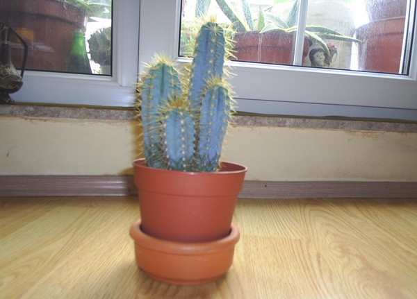 Name:  PIC_0031.JPG
Views: 2223
Size:  55.8 KB