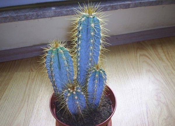 Name:  PIC_0032.JPG
Views: 3295
Size:  60.2 KB