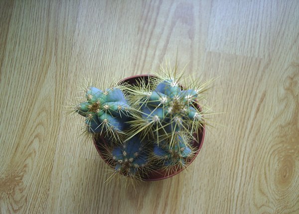 Name:  PIC_0033.JPG
Views: 1761
Size:  59.6 KB