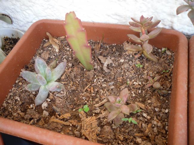 Name:  SDC13379 copy.jpg
Views: 471
Size:  65.0 KB