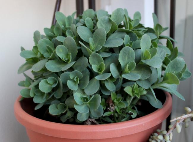 Name:  2012-04-04 sedum herbstfreude.jpg
Views: 1923
Size:  40.1 KB