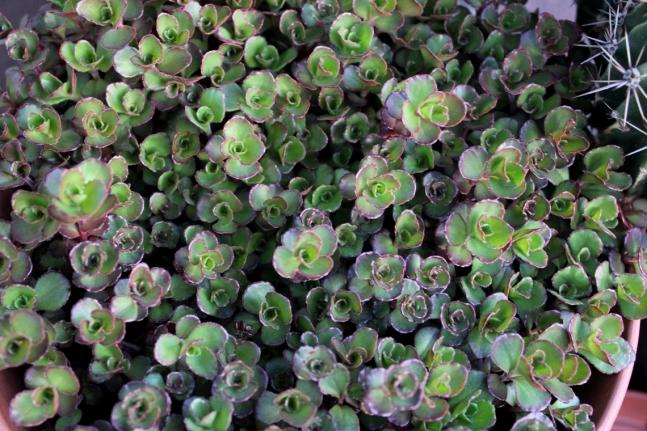 Name:  2012-04-04 Sedum spurium.jpg
Views: 1729
Size:  69.4 KB