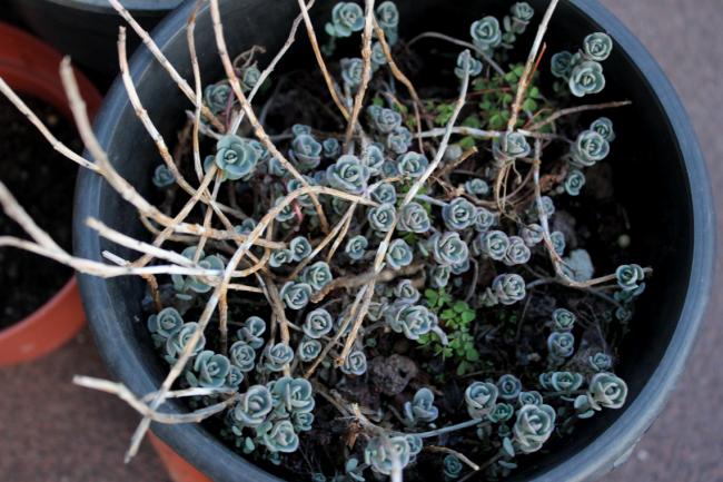 Name:  2012-04-04 sedum sieboldii.jpg
Views: 1824
Size:  58.1 KB