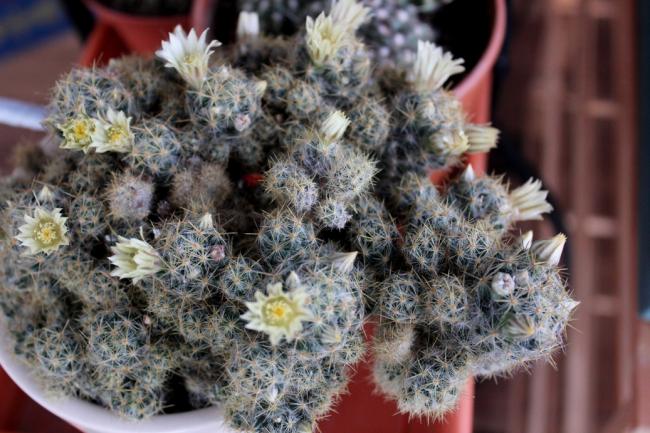 Name:  2012-04-04 mammillaria prolifera.jpg
Views: 1798
Size:  56.6 KB