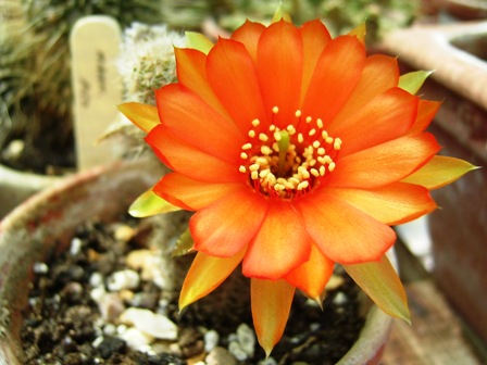 Name:  orange_cactus_flower_1.jpg
Views: 1308
Size:  60.3 KB